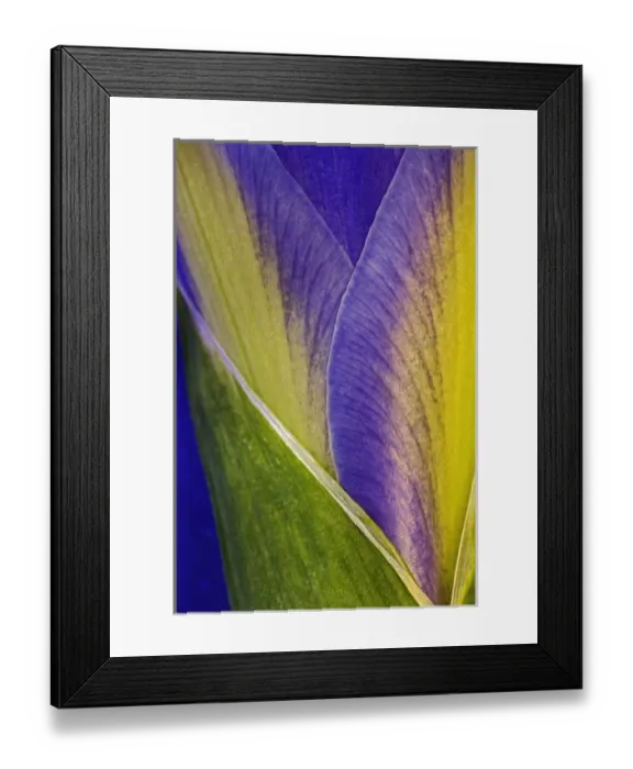 Framed Print : Close-up of Iris blossom Framed Print : Close-up of Iris blossom