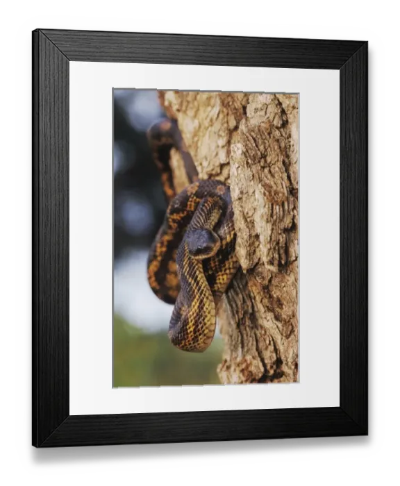 Framed Print : Nature, Fauna Framed Print : Nature, Fauna