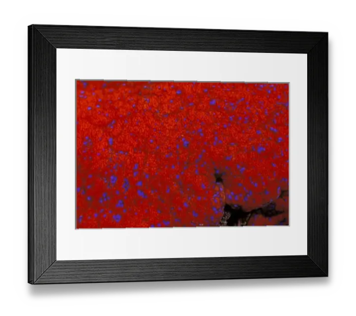 Framed Print : Panamic horse conch mantle, or pleuroploca princeps Framed Print : Panamic horse conch mantle, or pleuroploca princeps
