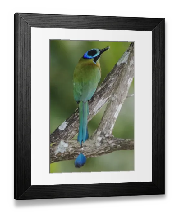 Framed Print : Blue-crowned Motmot, Momotus momota, adult with insect prey, Central Valley, Costa Rica Framed Print : Blue-crowned Motmot, Momotus momota, adult with insect prey, Central Valley, Costa Rica