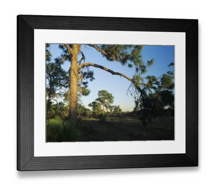 Framed Print : Pine trees at sunset, Oscar Scherer State Park, Florida, December Framed Print : Pine trees at sunset, Oscar Scherer State Park, Florida, December
