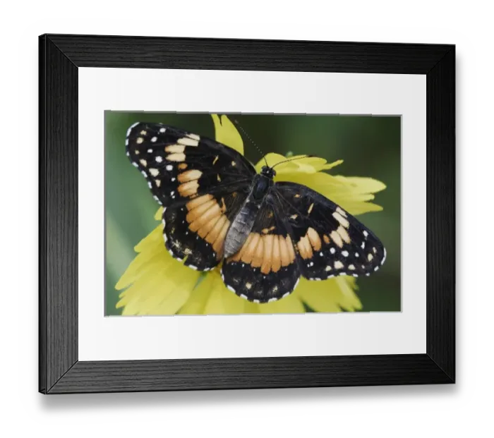 Framed Print : Nature, Fauna Framed Print : Nature, Fauna