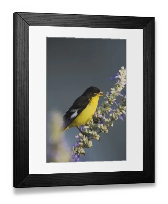 Framed Print : Lesser Goldfinch, Carduelis psaltria, black-backed male on Mealy sage (Salvia farinacea) Framed Print : Lesser Goldfinch, Carduelis psaltria, black-backed male on Mealy sage (Salvia farinacea)
