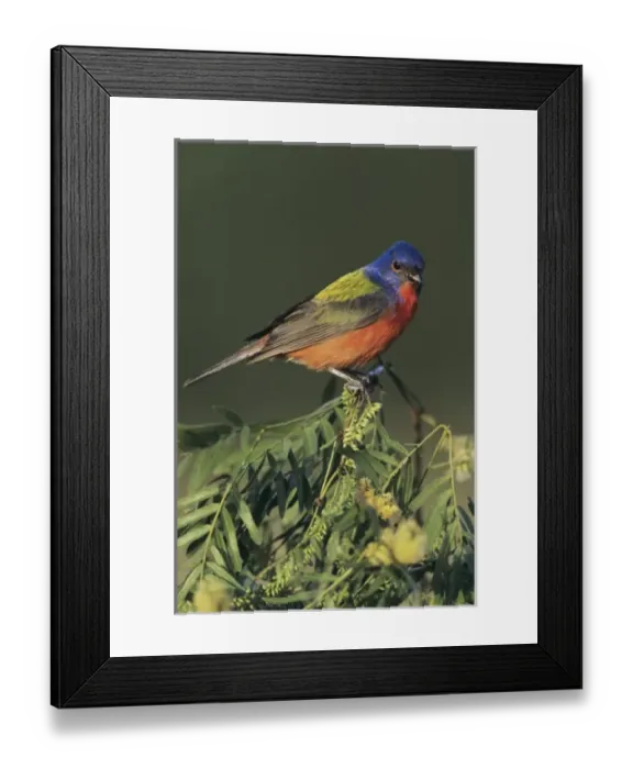 Framed Print : Nature, Fauna Framed Print : Nature, Fauna