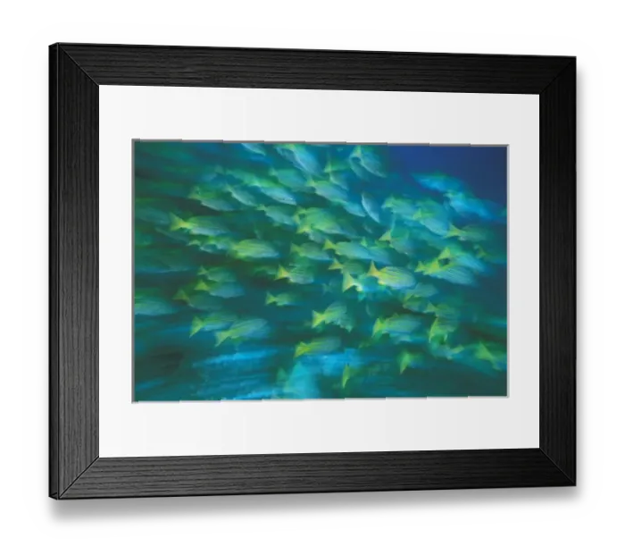 Framed Print : Columbia, Malpelo Island. Blue and gold snapper, or lutjanus viridis Framed Print : Columbia, Malpelo Island. Blue and gold snapper, or lutjanus viridis