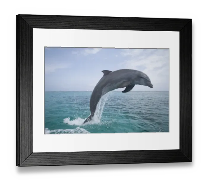 Framed Print : Bottlenose Dolphins (Tursiops truncatus) Caribbean Sea (RF) Framed Print : Bottlenose Dolphins (Tursiops truncatus) Caribbean Sea (RF)