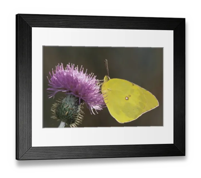 Framed Print : Nature, Fauna Framed Print : Nature, Fauna