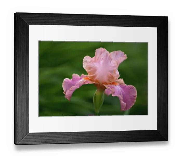 Framed Print : Hybrid Bearded Iris, Louisville, Kentucky Framed Print : Hybrid Bearded Iris, Louisville, Kentucky
