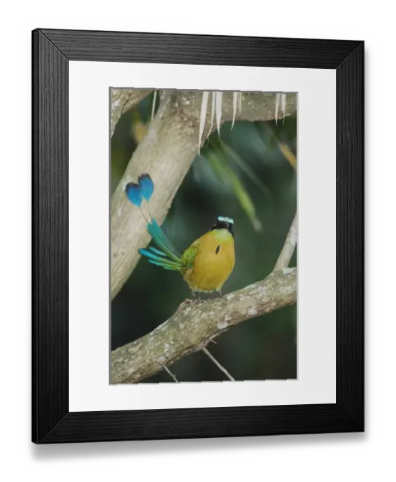 Framed Print : Nature, Fauna Framed Print : Nature, Fauna