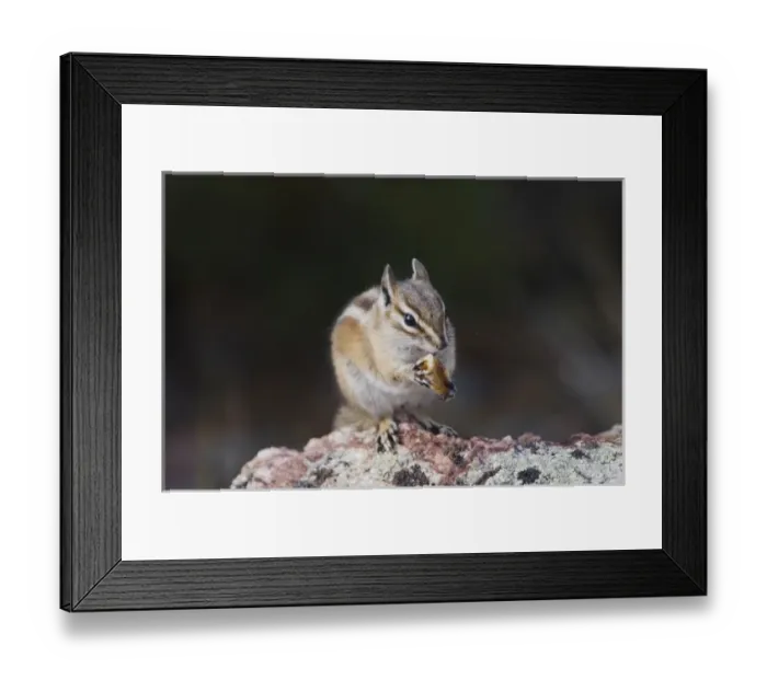 Framed Print : Nature, Fauna