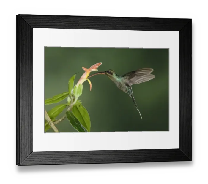 Framed Print : Nature, Fauna Framed Print : Nature, Fauna