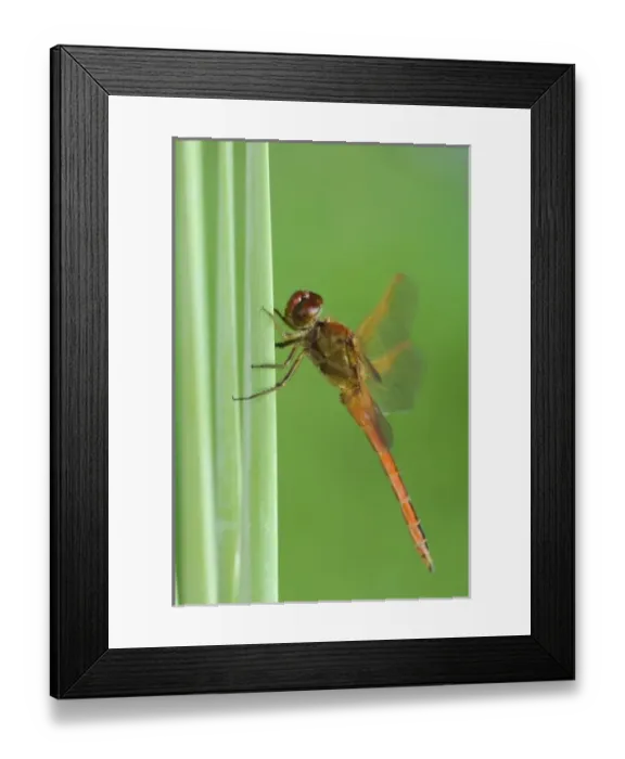 Framed Print : Needhams Skimmer, Libellula needhami, adult on Cattail, Willacy County, Rio Grande Valley