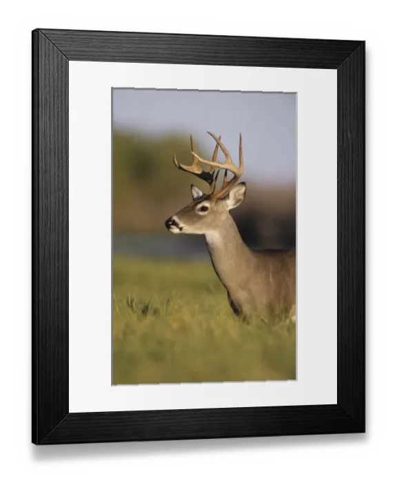 Framed Print : White-tailed Deer, Odocoileus virginianus, Buck, Choke Canyon State Park, Texas, USA