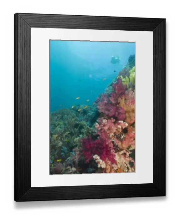 Framed Print : Snorkler near Vibrant and multi-colored Soft Corals (Dendronepthya sp. ) and Sea Fans Framed Print : Snorkler near Vibrant and multi-colored Soft Corals (Dendronepthya sp. ) and Sea Fans