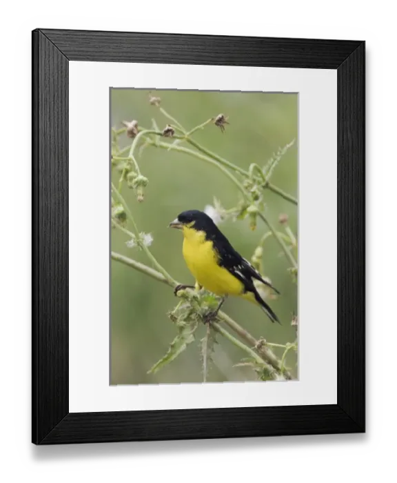 Framed Print : Nature, Fauna Framed Print : Nature, Fauna