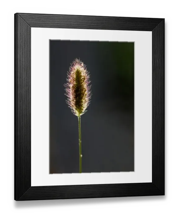 Framed Print : Backlit grass Framed Print : Backlit grass