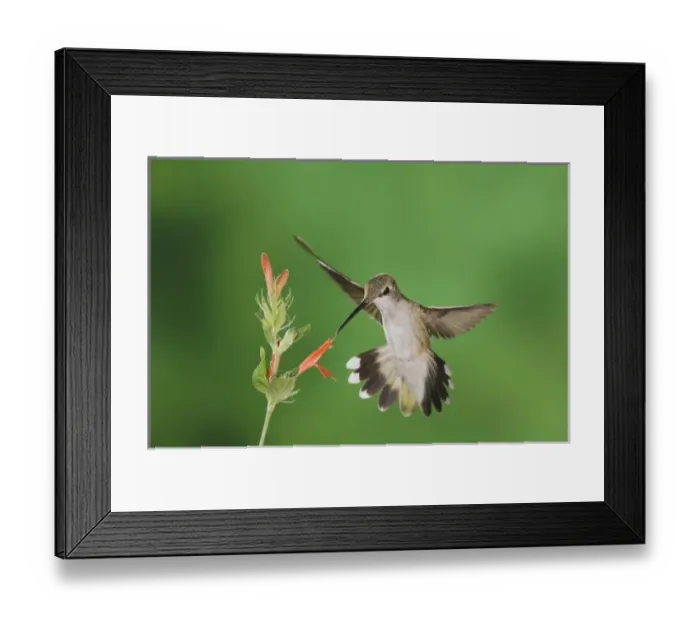 Framed Print : Black-chinned Hummingbird, Archilochus alexandri, female feeding on Sage Flower, Tucson
