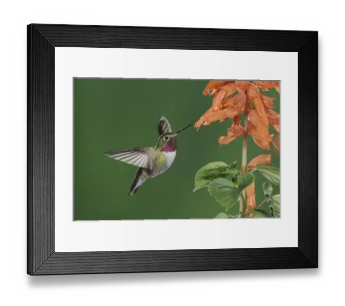 Framed Print : Nature, Fauna Framed Print : Nature, Fauna