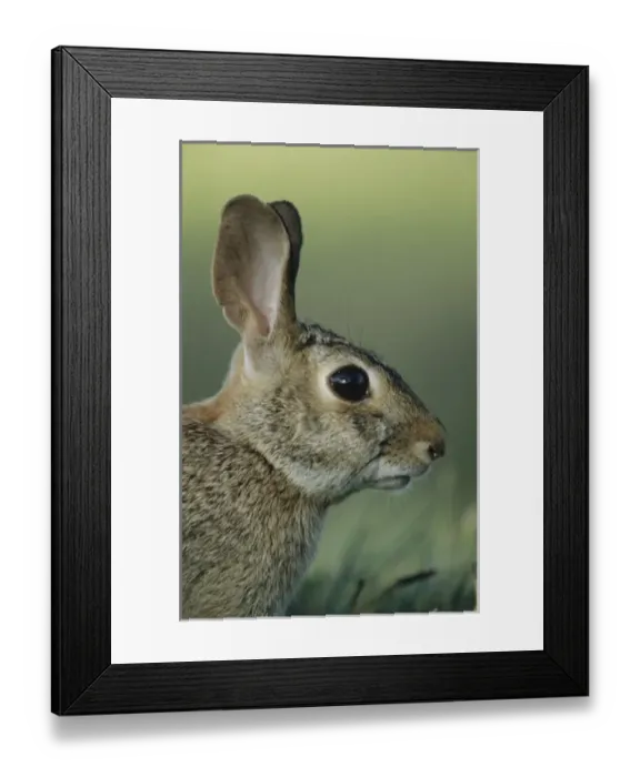 Framed Print : Nature, Fauna Framed Print : Nature, Fauna
