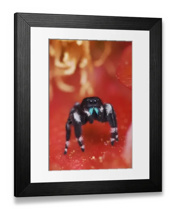 Framed Print : Daring Jumping Spider, Phidippus audax, adult in Texas Prickly Pear Cactus (Opuntia Framed Print : Daring Jumping Spider, Phidippus audax, adult in Texas Prickly Pear Cactus (Opuntia