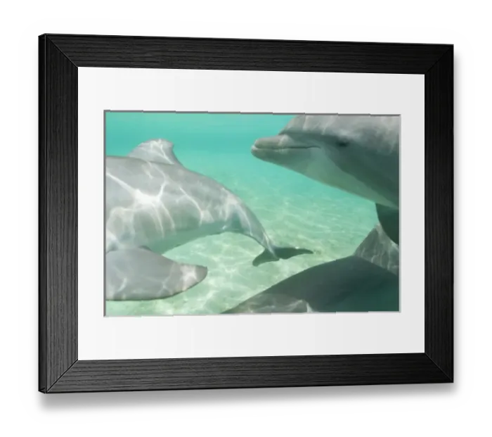 Framed Print : Bottlenose Dolphins (Tursiops truncatus) Caribbean Sea near Roatan, Honduras (RF) Framed Print : Bottlenose Dolphins (Tursiops truncatus) Caribbean Sea near Roatan, Honduras (RF)
