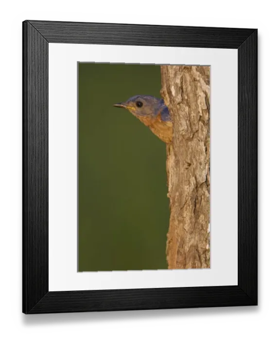 Framed Print : Eastern Bluebird, Sialia sialis, male in nesting cavity, Willacy County, Rio Grande Valley Framed Print : Eastern Bluebird, Sialia sialis, male in nesting cavity, Willacy County, Rio Grande Valley