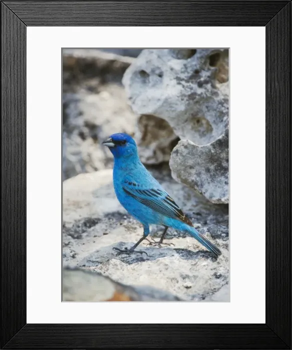 Framed Print : Indigo Bunting, Passerina cyanea, male, Uvalde County, Hill Country, Texas, USA, April Framed Print : Indigo Bunting, Passerina cyanea, male, Uvalde County, Hill Country, Texas, USA, April