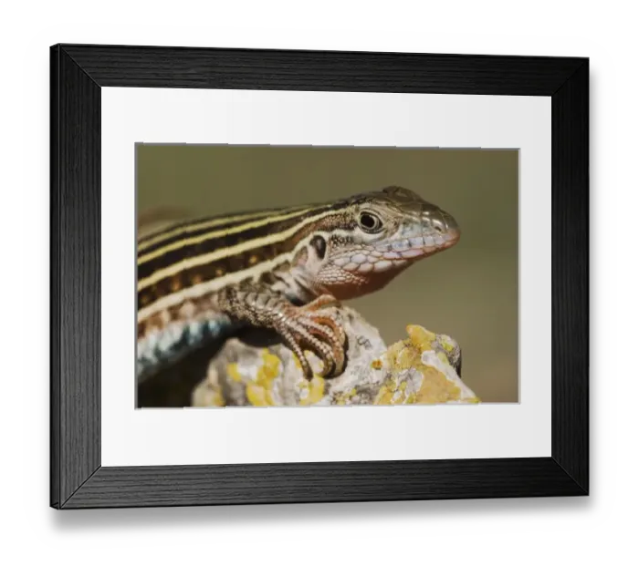 Framed Print : Texas Spotted Whiptail, Cnemidophorus gularis, adult, Uvalde County, Hill Country Framed Print : Texas Spotted Whiptail, Cnemidophorus gularis, adult, Uvalde County, Hill Country