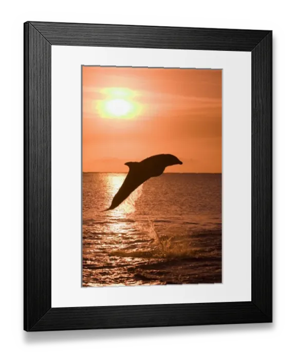 Framed Print : Bottlenose Dolphins (Tursiops truncatus) Caribbean Sea (RF) Framed Print : Bottlenose Dolphins (Tursiops truncatus) Caribbean Sea (RF)