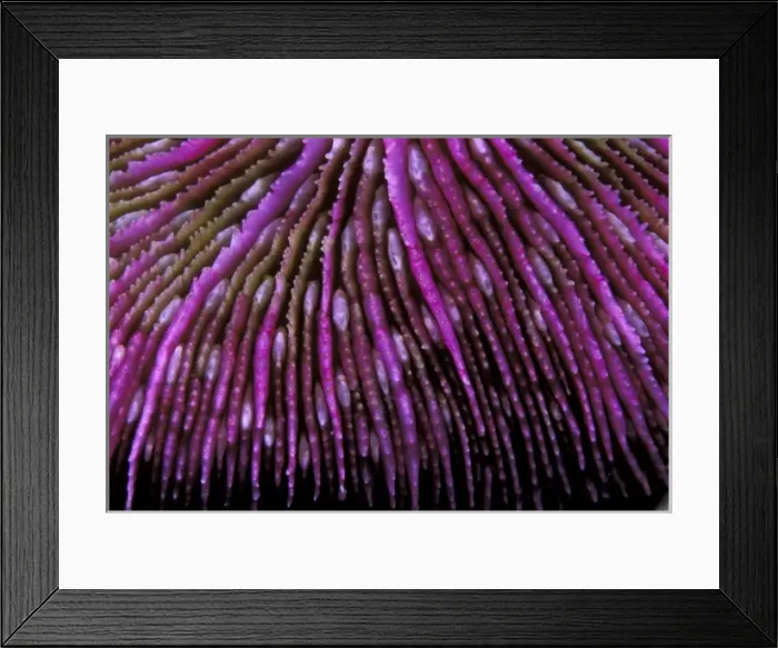 Framed Print : Micronesia, Palau. Hard coral, or fungia scutaria Framed Print : Micronesia, Palau. Hard coral, or fungia scutaria