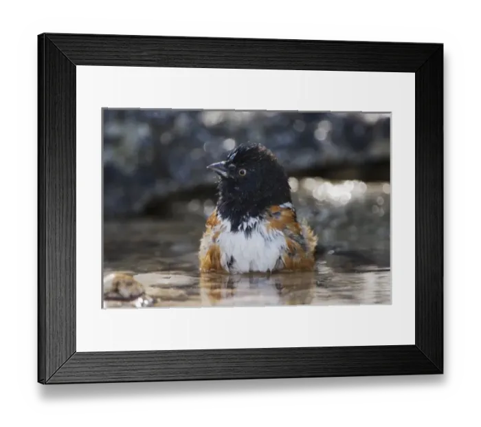 Framed Print : Nature, Fauna Framed Print : Nature, Fauna