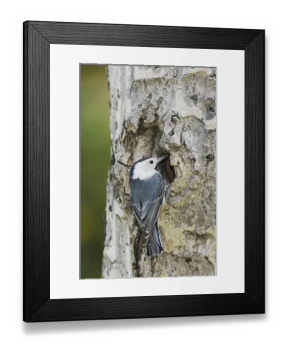 Framed Print : Nature, Fauna Framed Print : Nature, Fauna