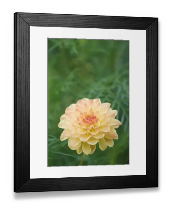 Framed Print : Nature, Fauna Framed Print : Nature, Fauna