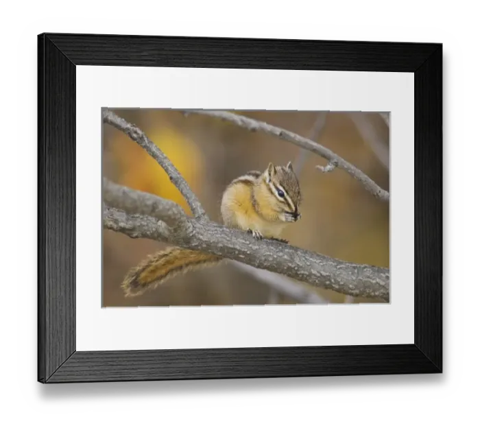 Framed Print : Least Chipmunk, Tamias minimus, adult eating berries, Grand Teton NP, Wyoming, September
