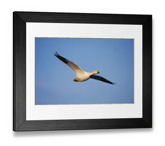 Framed Print : Snow Goose, Chen caerulescens, adult in flight, Bosque del Apache National Wildlife Refuge Framed Print : Snow Goose, Chen caerulescens, adult in flight, Bosque del Apache National Wildlife Refuge