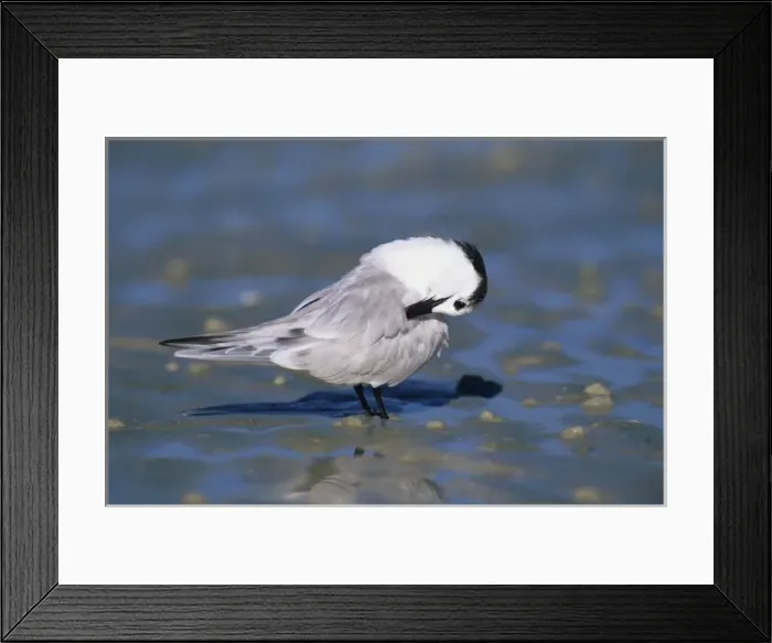 Framed Print : Sandwich Tern, Sterna sandvicensis, adult winter plumage, Sanibel Island, Florida Framed Print : Sandwich Tern, Sterna sandvicensis, adult winter plumage, Sanibel Island, Florida