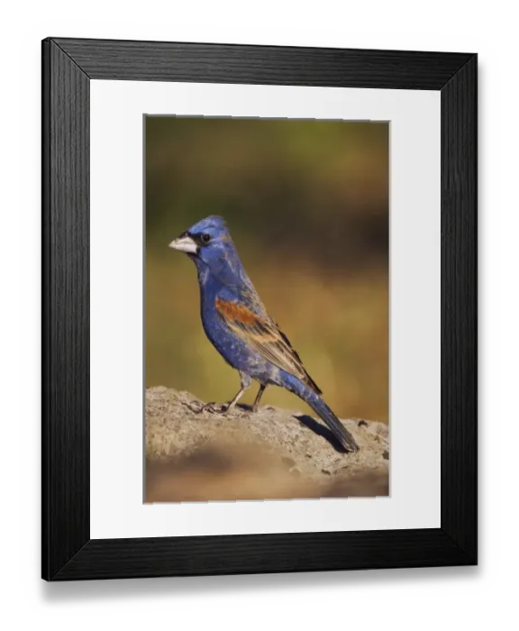 Framed Print : Blue Grosbeak, Guiraca caerulea, male, Uvalde County, Hill Country, Texas, USA Framed Print : Blue Grosbeak, Guiraca caerulea, male, Uvalde County, Hill Country, Texas, USA