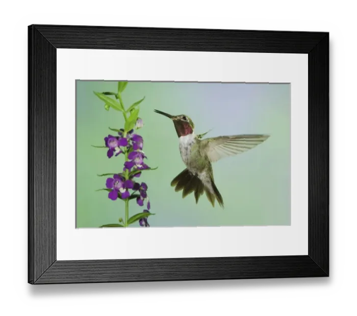 Framed Print : Nature, Fauna Framed Print : Nature, Fauna