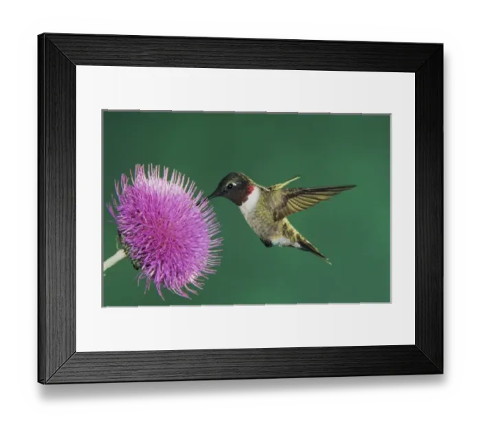 Framed Print : Ruby-throated Hummingbird, Archilochus colubris, male feeding on Texas Thistle (Cirsium texanum)