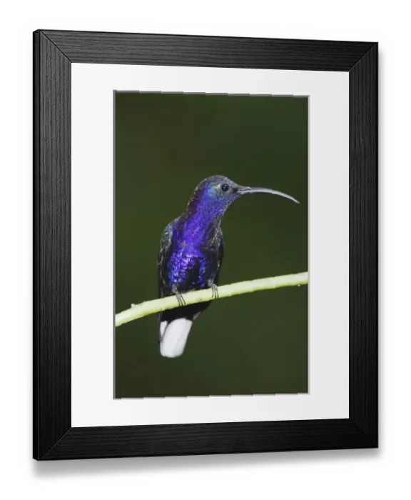 Framed Print : Violet Sabrewing, Campylopterus hemileucurus, male perched, Central Valley, Costa Rica