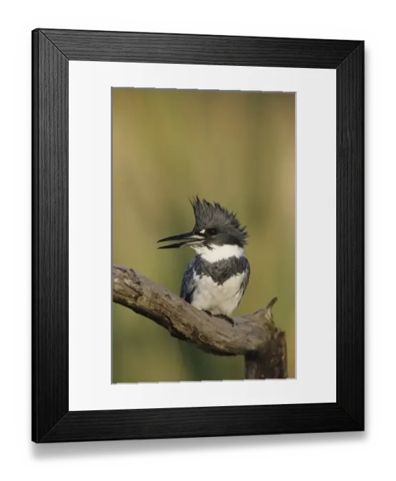 Framed Print : Nature, Fauna