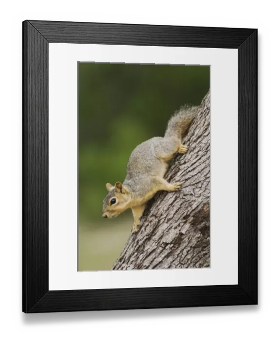 Framed Print : Nature, Fauna Framed Print : Nature, Fauna