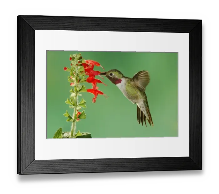 Framed Print : Broad-tailed Hummingbird, Selasphorus platycercus, male feeding on sage (salvia ssp Framed Print : Broad-tailed Hummingbird, Selasphorus platycercus, male feeding on sage (salvia ssp