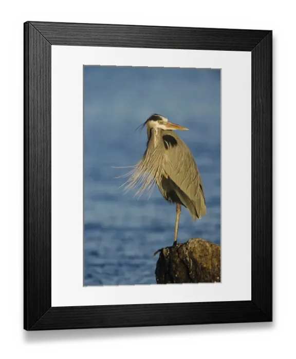 Framed Print : Great Blue Heron, Ardea herodias, adult, Rockport, Texas, USA, March 2001 Framed Print : Great Blue Heron, Ardea herodias, adult, Rockport, Texas, USA, March 2001