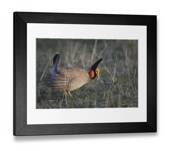 Framed Print : Nature, Fauna Framed Print : Nature, Fauna