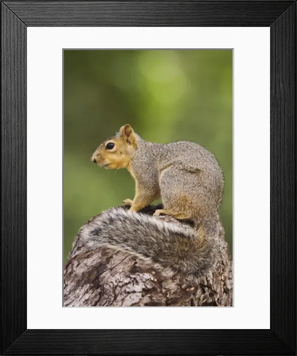Framed Print : Nature, Fauna Framed Print : Nature, Fauna