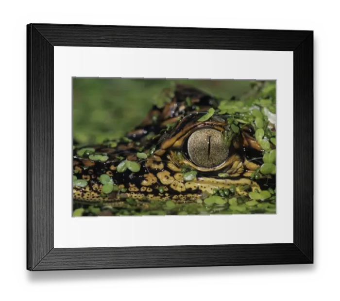 Framed Print : Nature, Fauna Framed Print : Nature, Fauna