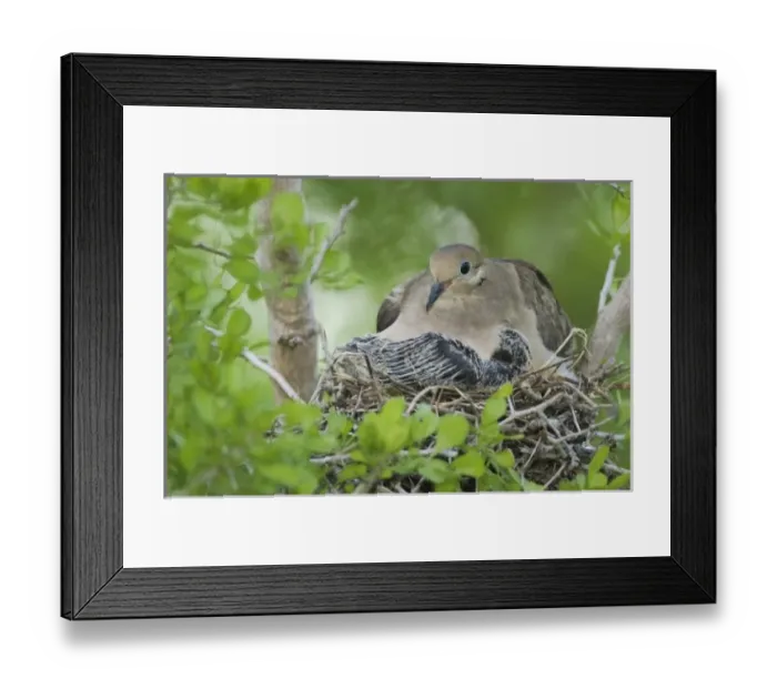 Framed Print : Mourning Dove, Zenaida macroura, adult in nest with young, Willacy County, Rio Grande Valley Framed Print : Mourning Dove, Zenaida macroura, adult in nest with young, Willacy County, Rio Grande Valley