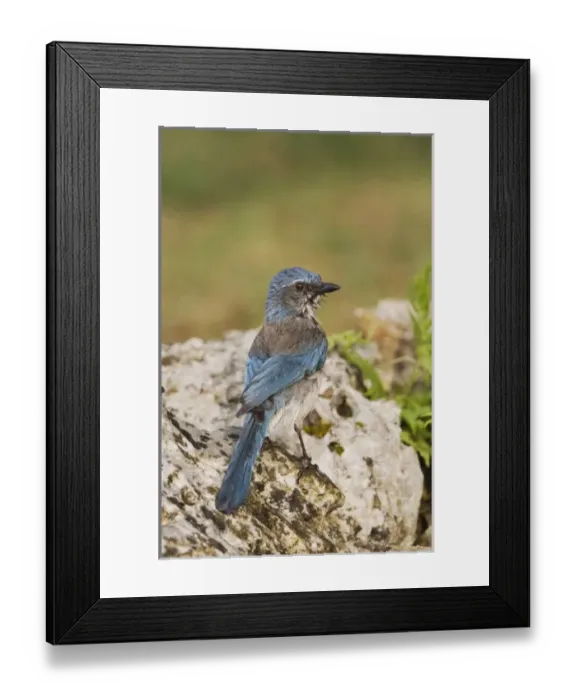 Framed Print : Nature, Fauna Framed Print : Nature, Fauna