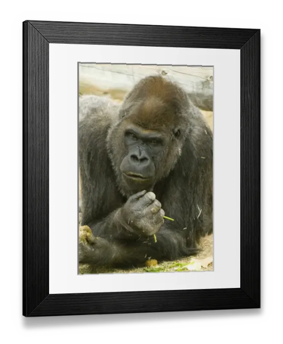 Framed Print : Nature, Fauna Framed Print : Nature, Fauna